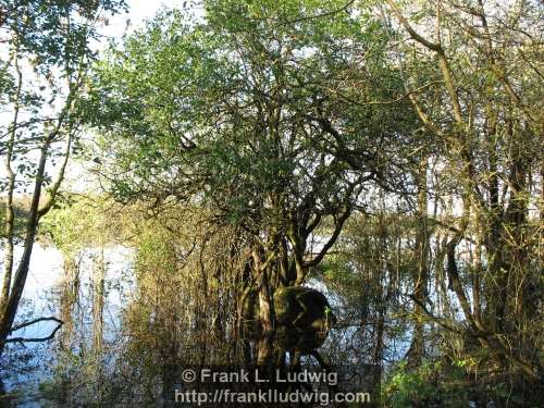 Coole Park, County Galway